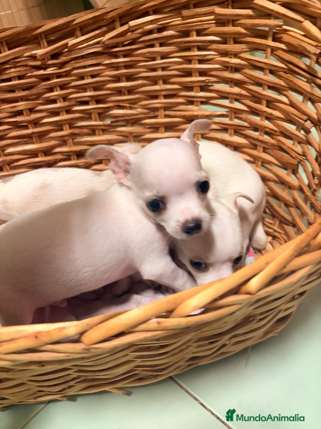 Chihuahua perros en venta: Chihuahuas  - Imagen 3