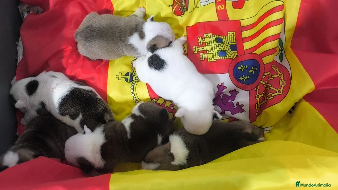 Bulldog Inglés perros en venta: Bulldog ingles de Calidad  - Anuncio 2