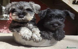 Schnauzer Miniatura perros en venta: Dulce cachorrito de Schnauzer Miniatura - Imagen 1