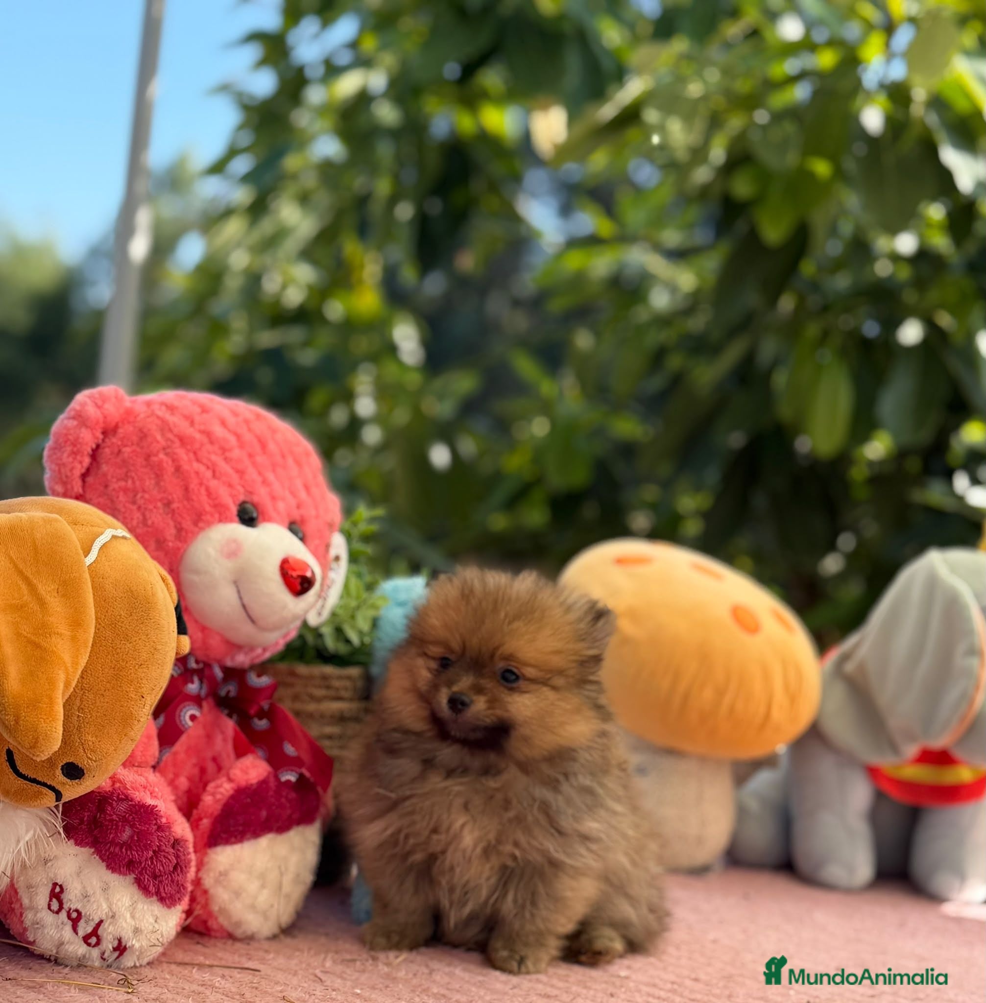 Pomerania perros Machito pomerania  - Anuncio 2
