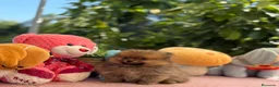Pomerania perros en venta: Machito pomerania  - Anuncio 1