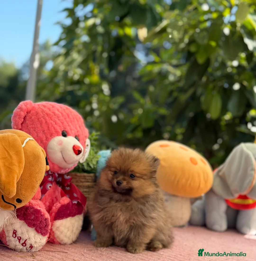 Pomerania perros en venta: Machito pomerania  - Anuncio 1