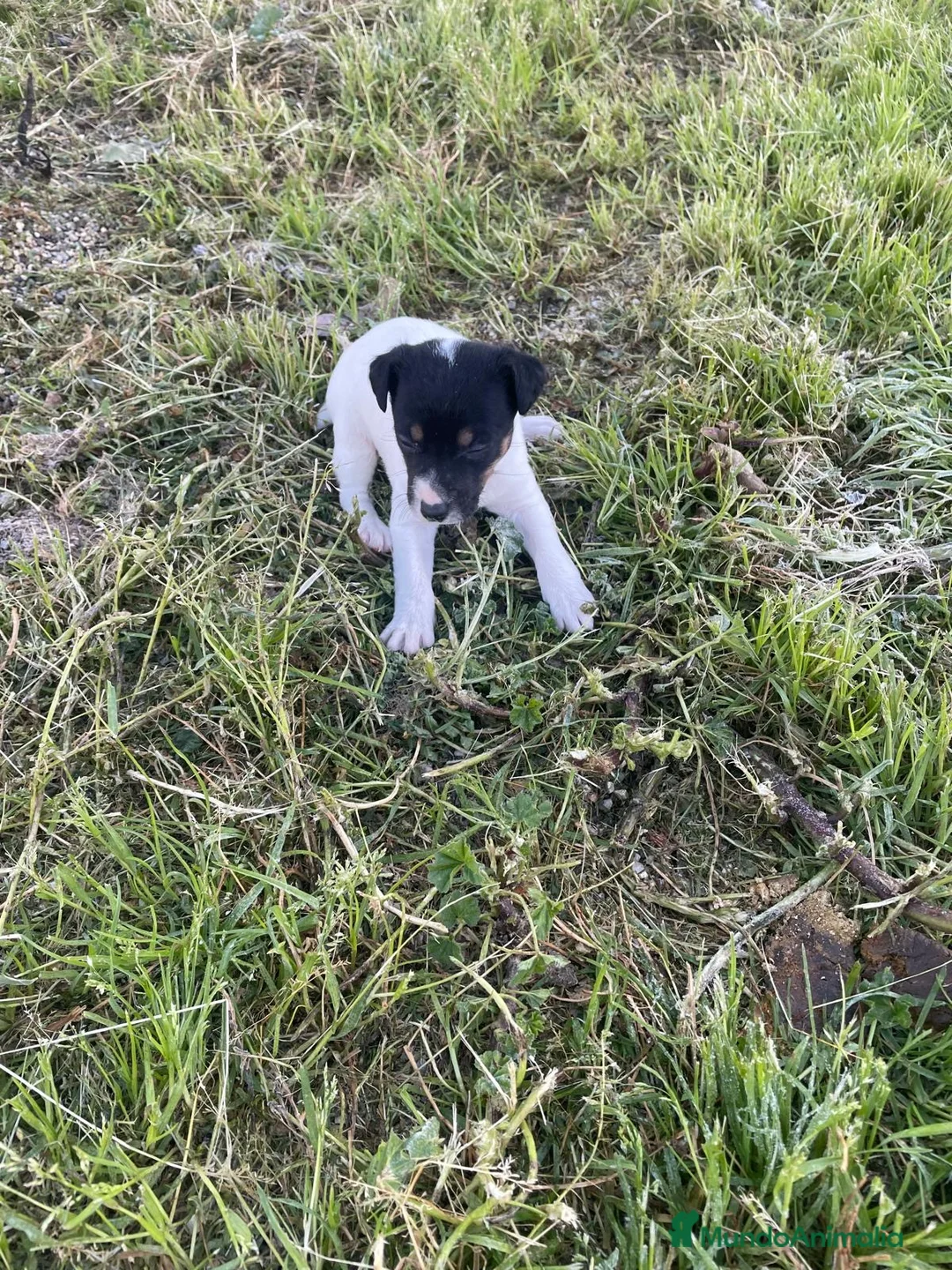 Ratonero Bodeguero Andaluz perros en venta: BODEGUEROS ANDALUZ - Anuncio 2