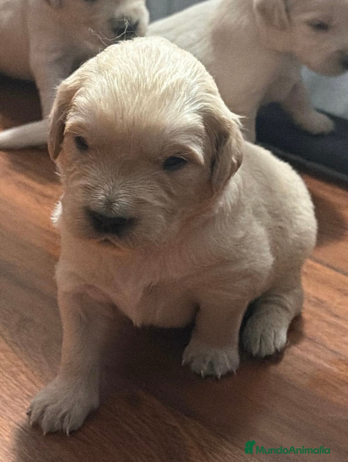 Golden Retriever perros Espectacular camada de golden retriever 🐾🐶 - Anuncio 2