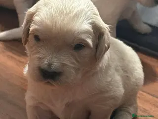 Golden Retriever perros Espectacular camada de golden retriever 🐾🐶 - Anuncio 2