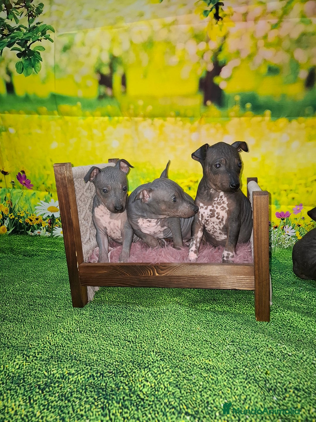 Perro Sin Pelo de Perú perros en venta: American hairles terrier  - Anuncio 5