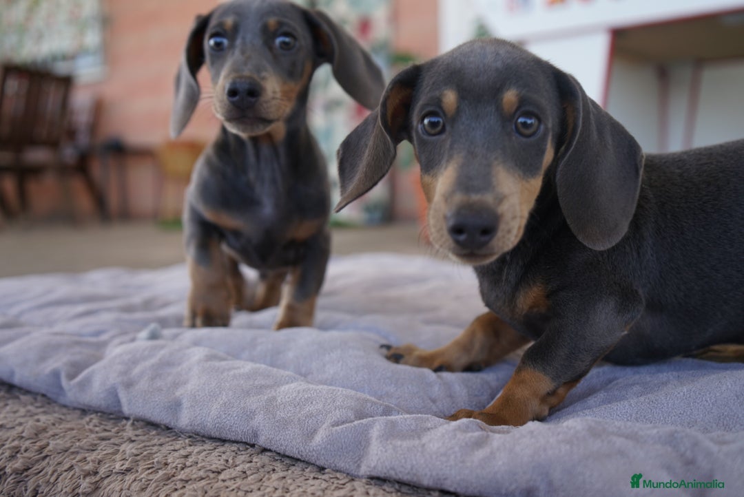 Teckel Miniatura perros en venta: 🌙 Tiko y Monchi – Teckel miniatura silver-blue 🐾 - Imagen 11