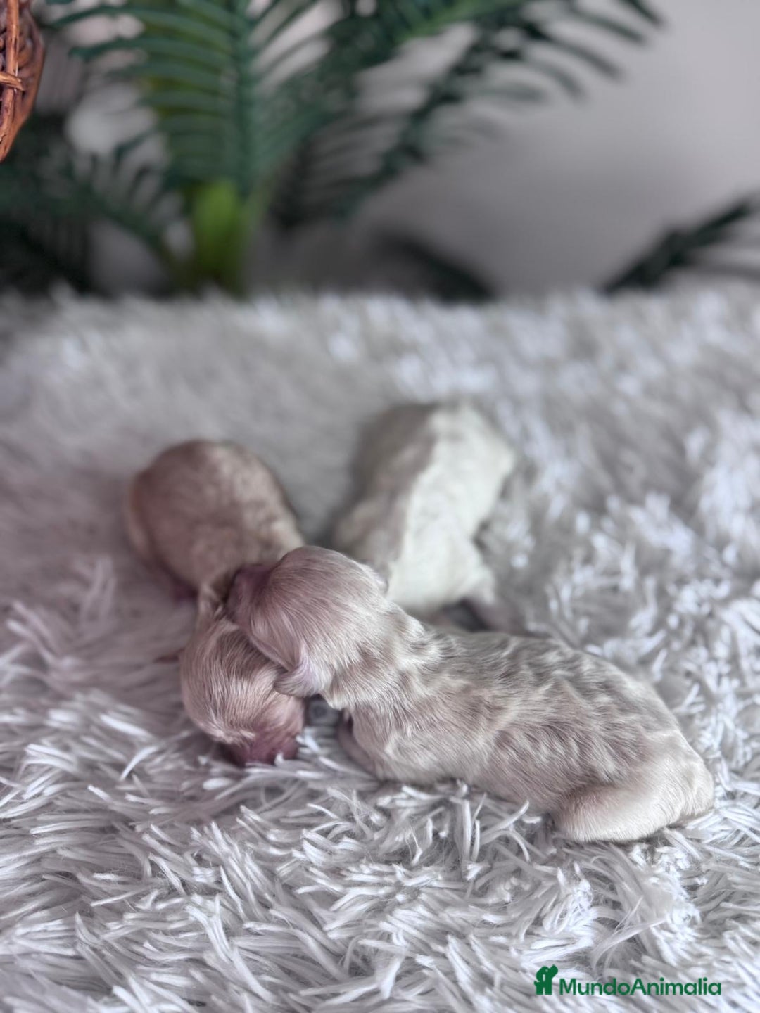 Maltipoo perros en venta: MALTIPOO - Anuncio 12