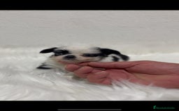 Chihuahua perros en venta: CHIHUAHUA PELO CORTO Y LARGO - Imagen 2