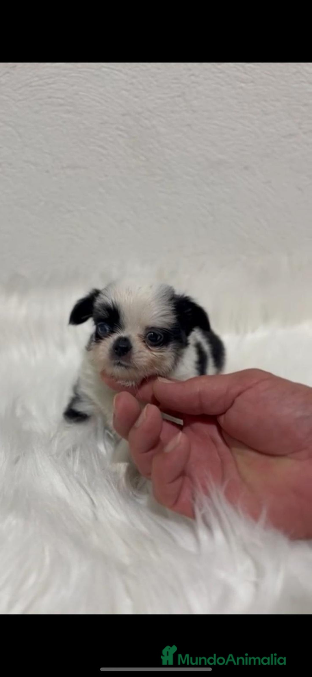 Chihuahua perros en venta: CHIHUAHUA PELO CORTO Y LARGO - Imagen 2