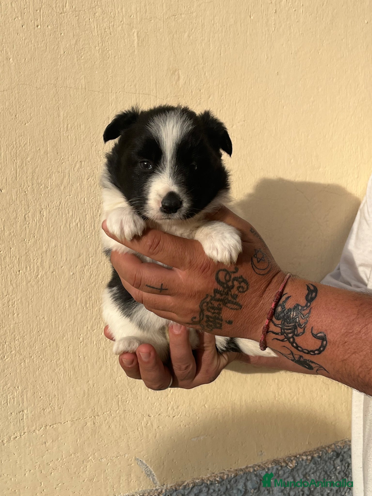 Border Collie perros Border collie  - Anuncio 3