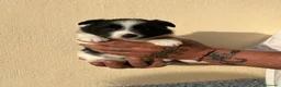 Border Collie perros en venta: Border collie  - Anuncio 1