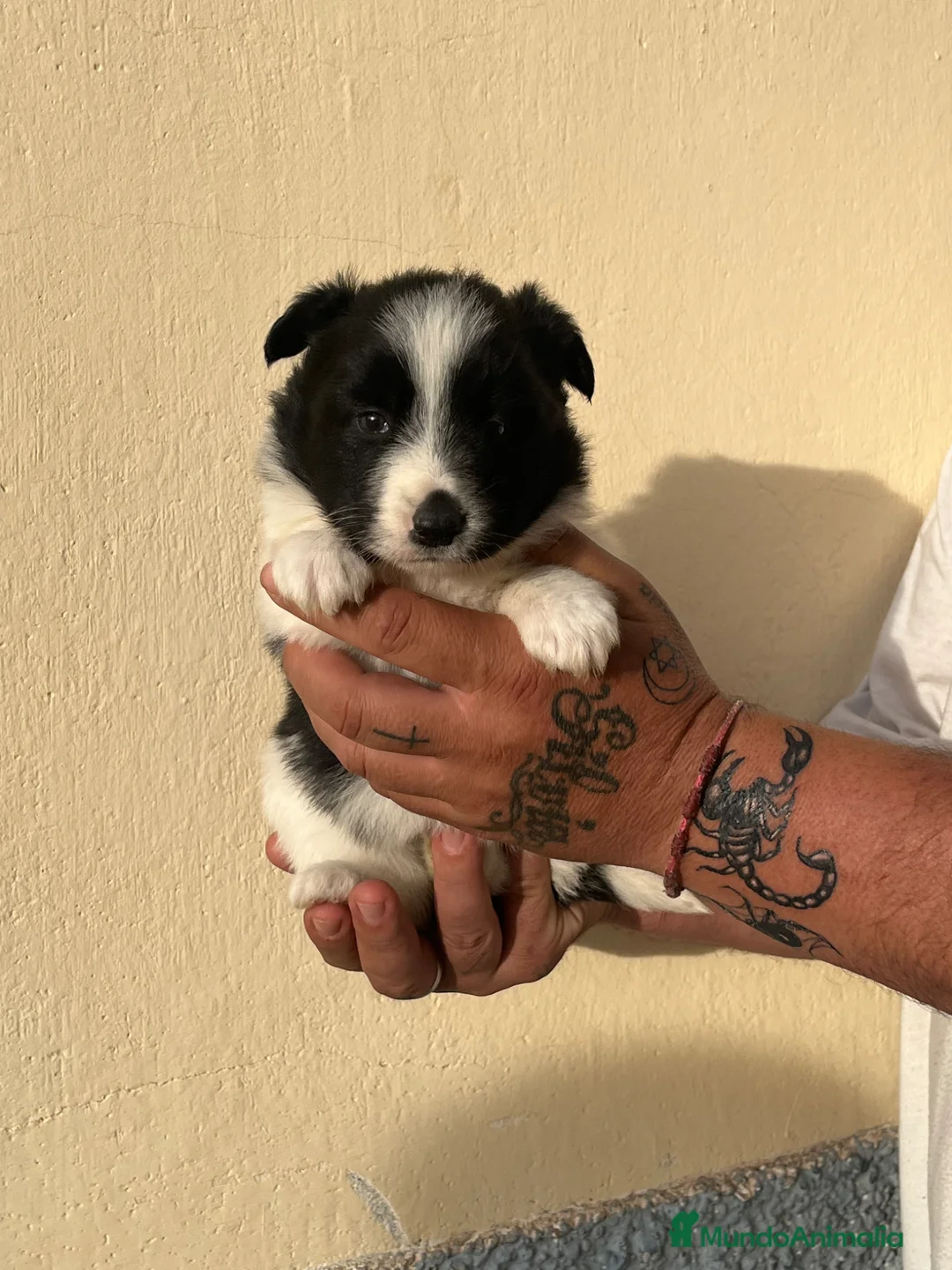 Border Collie perros en venta: Border collie  - Anuncio 1