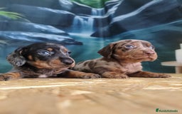 Teckel Miniatura perros en venta: teckel  - Imagen 1