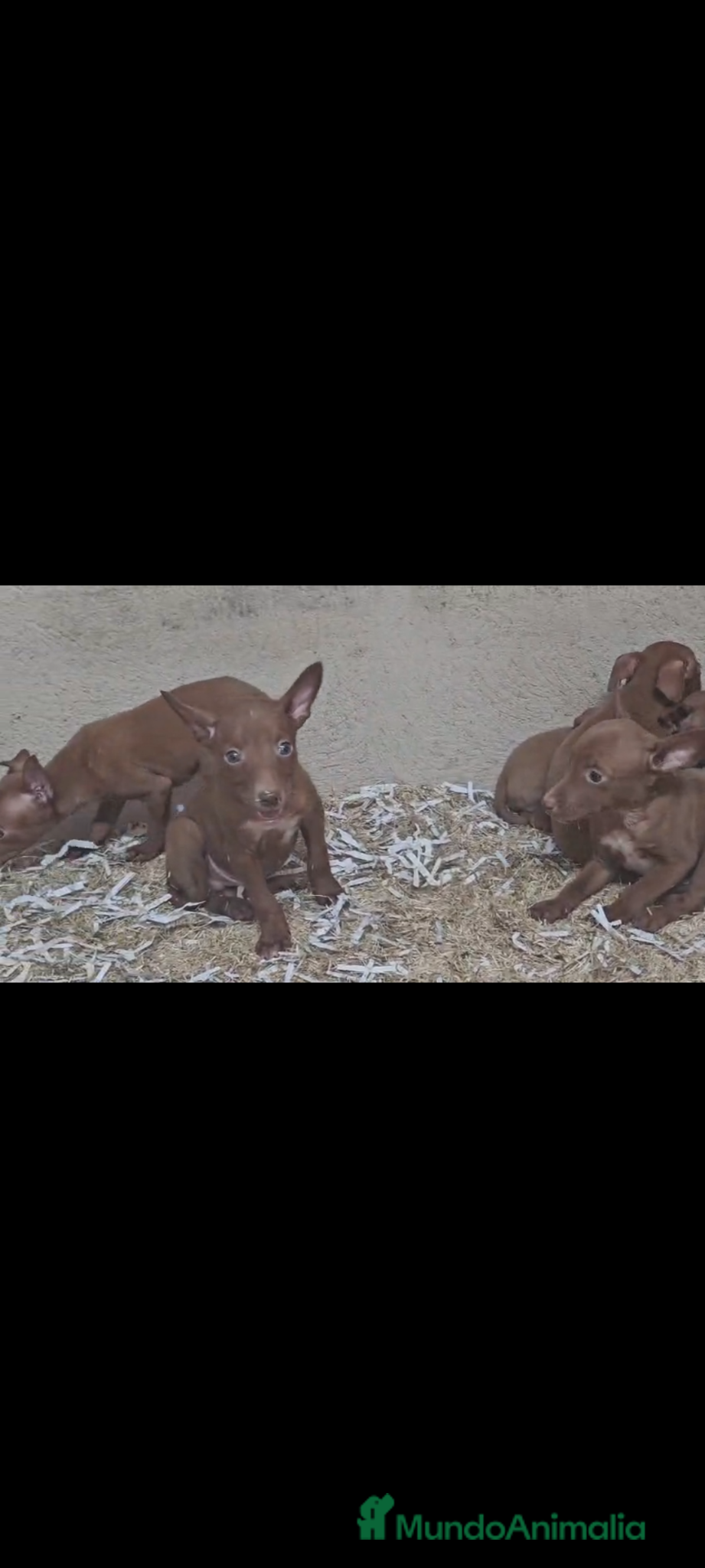 Podenco Andaluz perros Podenco Andaluz  - Anuncio 1
