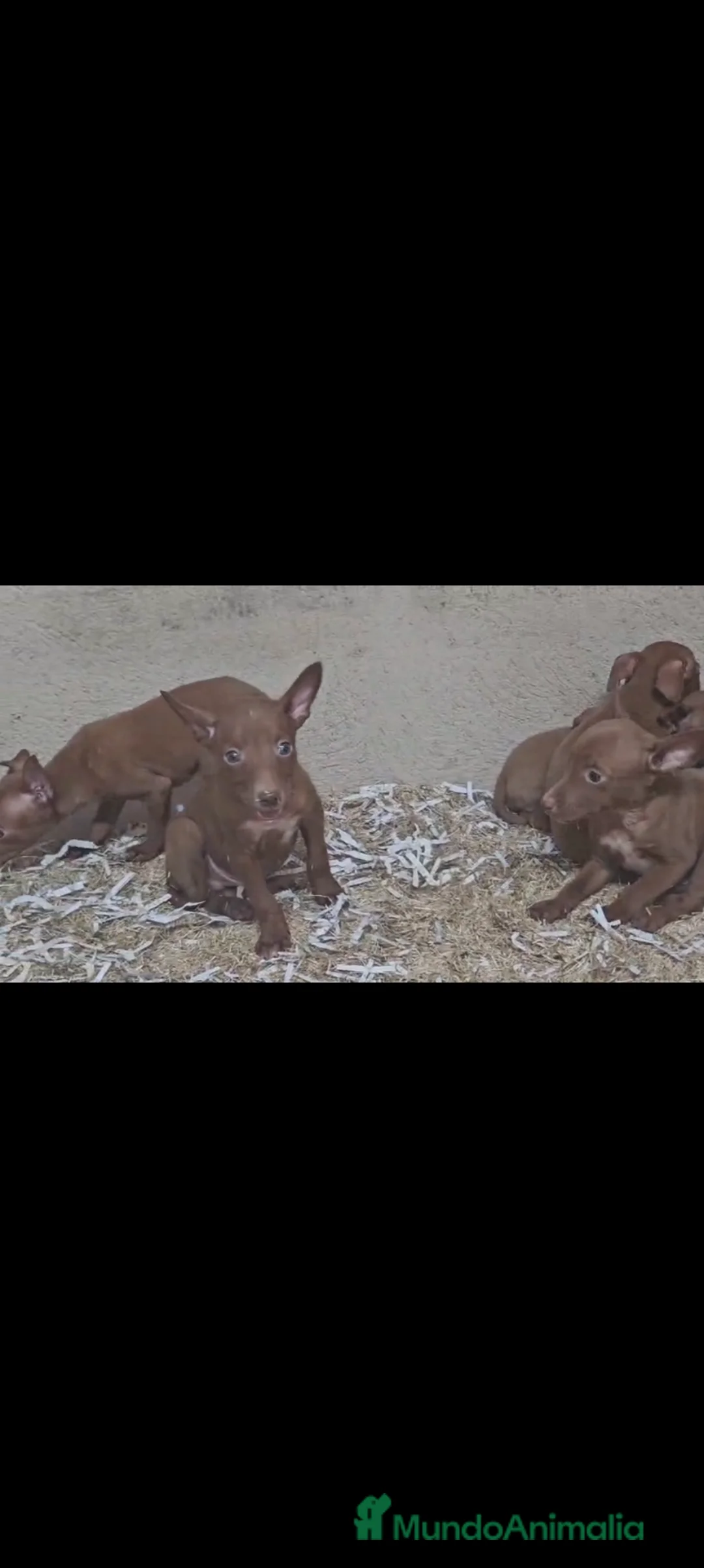 Podenco Andaluz perros en venta: Podenco Andaluz  - Anuncio 1