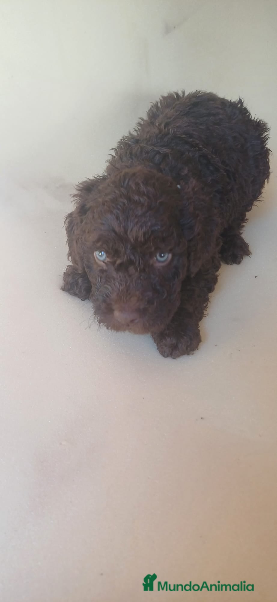 Perro de Agua Español perros Camada PDAE - Anuncio 20