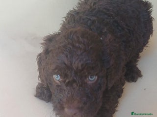 Perro de Agua Español perros Camada PDAE - Anuncio 1