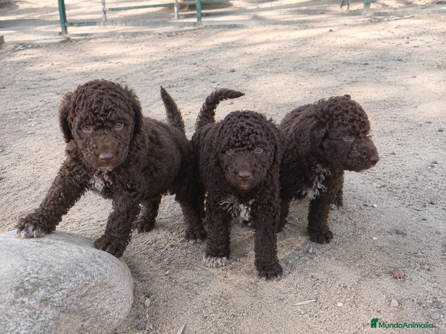 Perro de Agua Español perros perro de agua disponibles  - Anuncio 1
