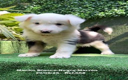 Border Collie perros en venta: Border Collie De Villa Biznaga - Imagen 4
