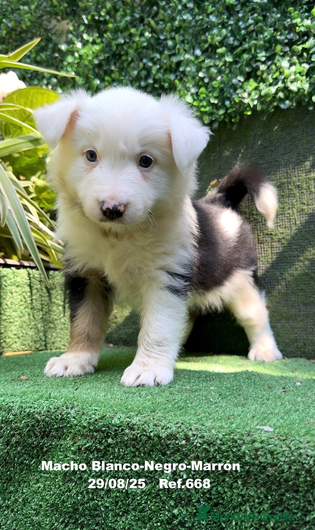 Border Collie perros en venta: Border Collie De Villa Biznaga - Imagen 4