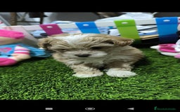 Maltipoo perros en venta: PRECIOSS HEMBRA DE MALTIPOO - Anuncio 2