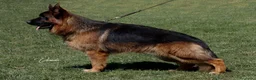 Pastor Alemán perros en venta: Pastor alemán  - Anuncio 6