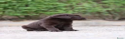 Labrador Retriever perros en venta: Preciosos cachorros de Labrador Retriever chocolat - Anuncio 9