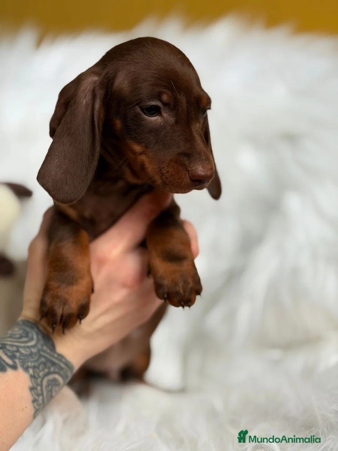 Teckel Miniatura perros en venta: TECKEL MINI CHOCOLATE  - Anuncio 4