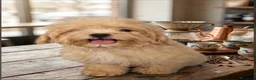 Pomapoo perros en venta: Pomapoo - Anuncio 1