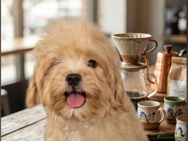Pomapoo perros Pomapoo - Anuncio 3
