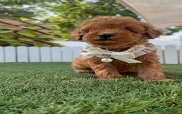 Caniche Toy perros en venta: CANICHE TOY  - Imagen 25