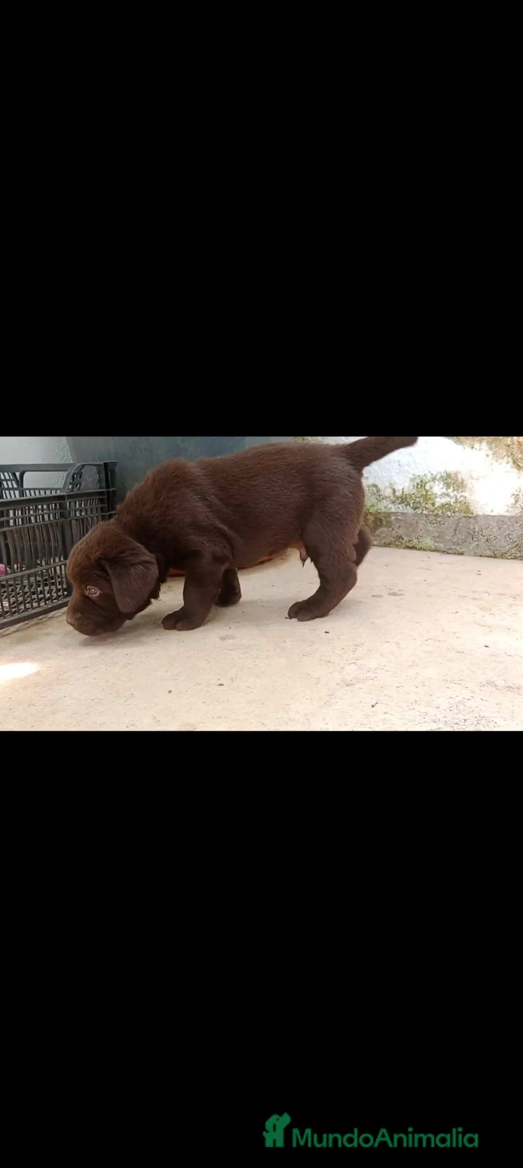 Labrador Retriever perros en venta: Macho labrador retriever chocolate  en Málaga - Anuncio 2