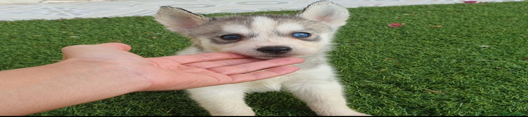 Husky Siberiano Cachorro 5