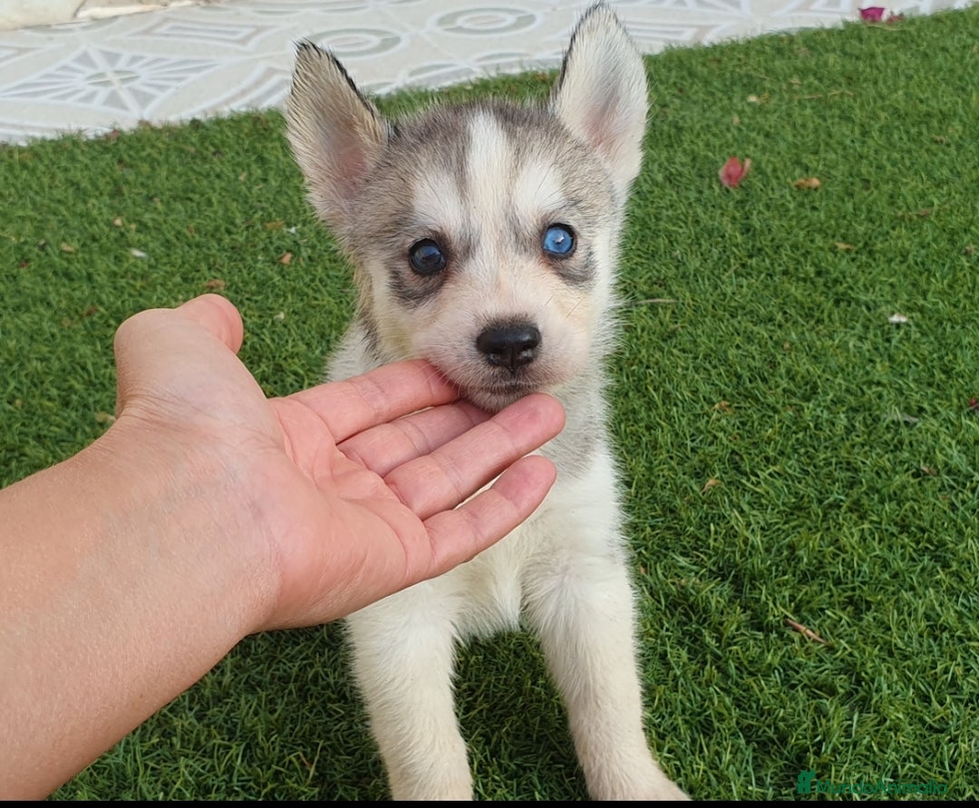 Husky Siberiano perros en venta: Encantadores cachorros Husky Siberiano  - Imagen 14