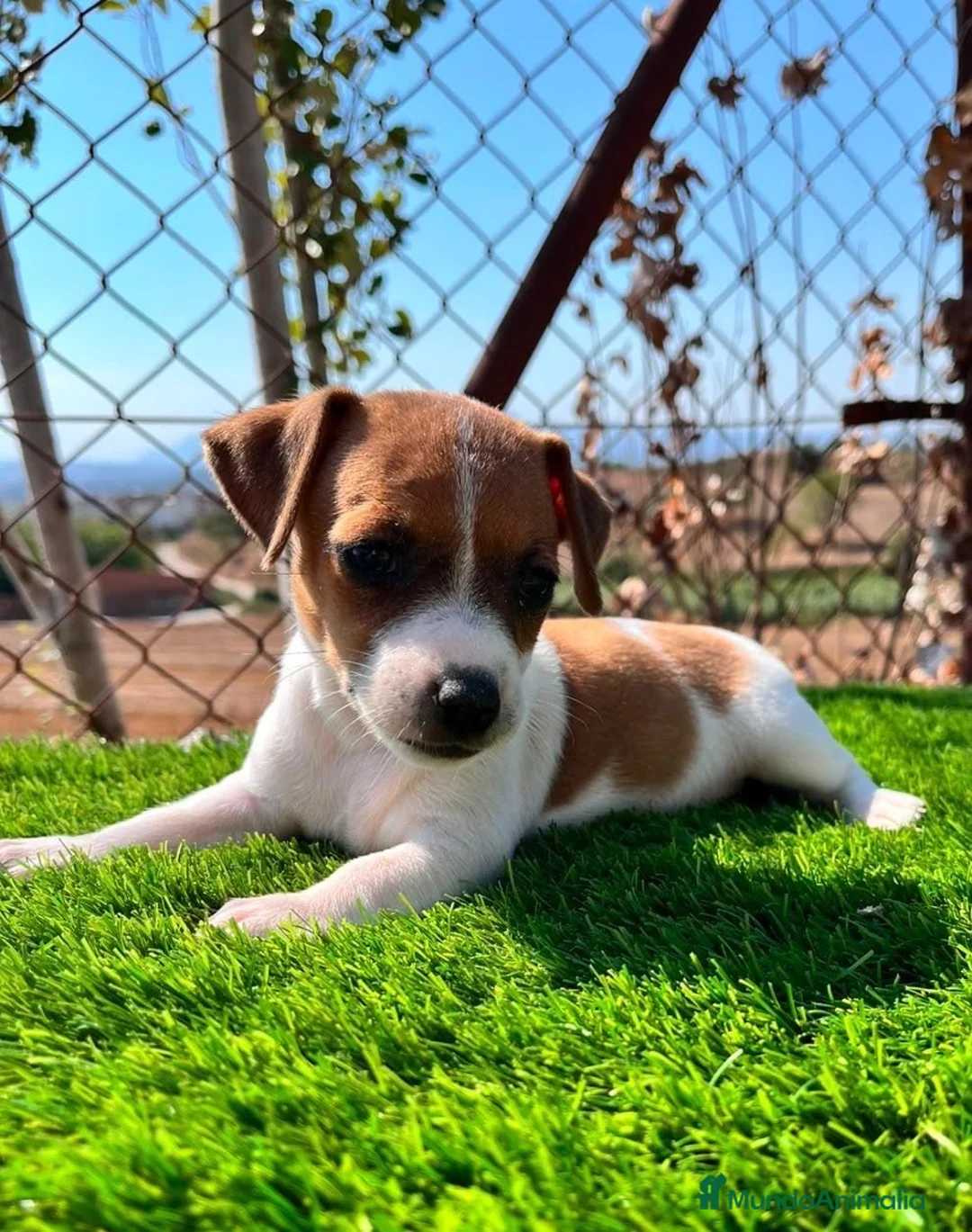 Jack Russell Terrier perros en venta: Preciosas jack Russell🩷🐾 - Anuncio 2