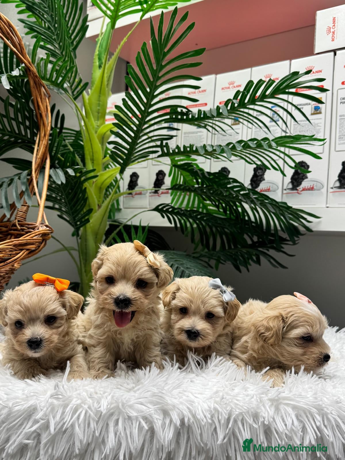 Maltipoo perros en venta: MALTIPOO - Anuncio 15