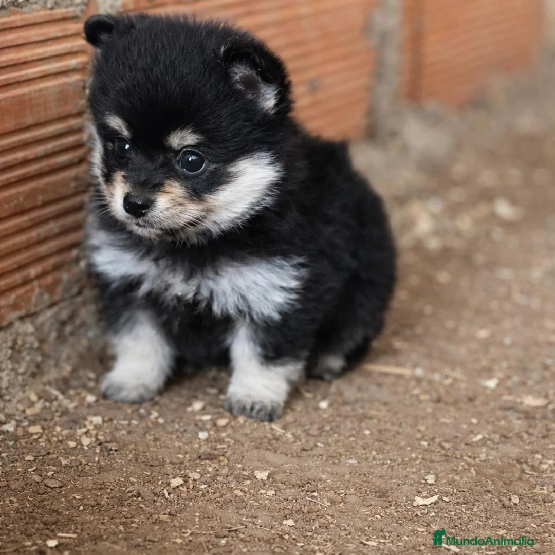 Pomerania perros en venta: Pomerania black & tan  - Anuncio 1