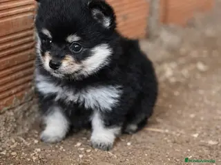 Pomerania perros Pomerania black & tan - Anuncio 3