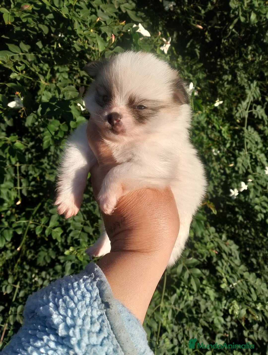 Pomerania perros en venta: Macho de pomerania macho  - Anuncio 5