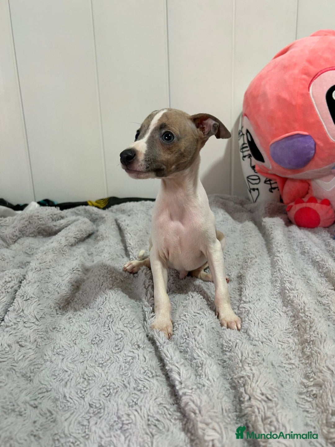 Pequeño Lebrel Italiano perros en venta: Piccolo italiano  - Imagen 15