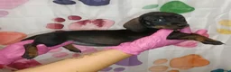 Teckel Miniatura perros en venta: Teckel  - Anuncio 5