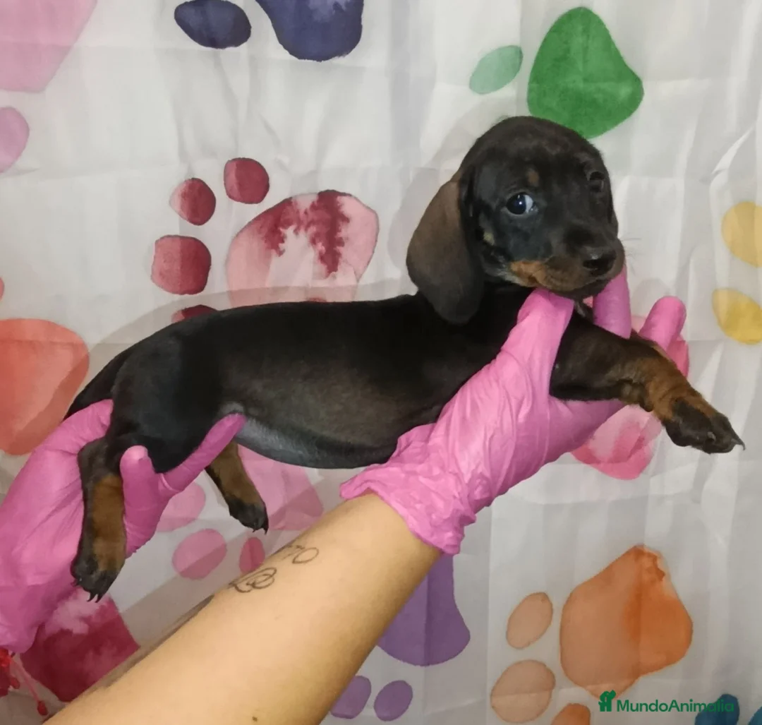 Teckel Miniatura perros en venta: Teckel  - Anuncio 5