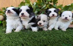 Raza Mixta perros en venta: Mini bordercollie ( borderpom) - Imagen 3