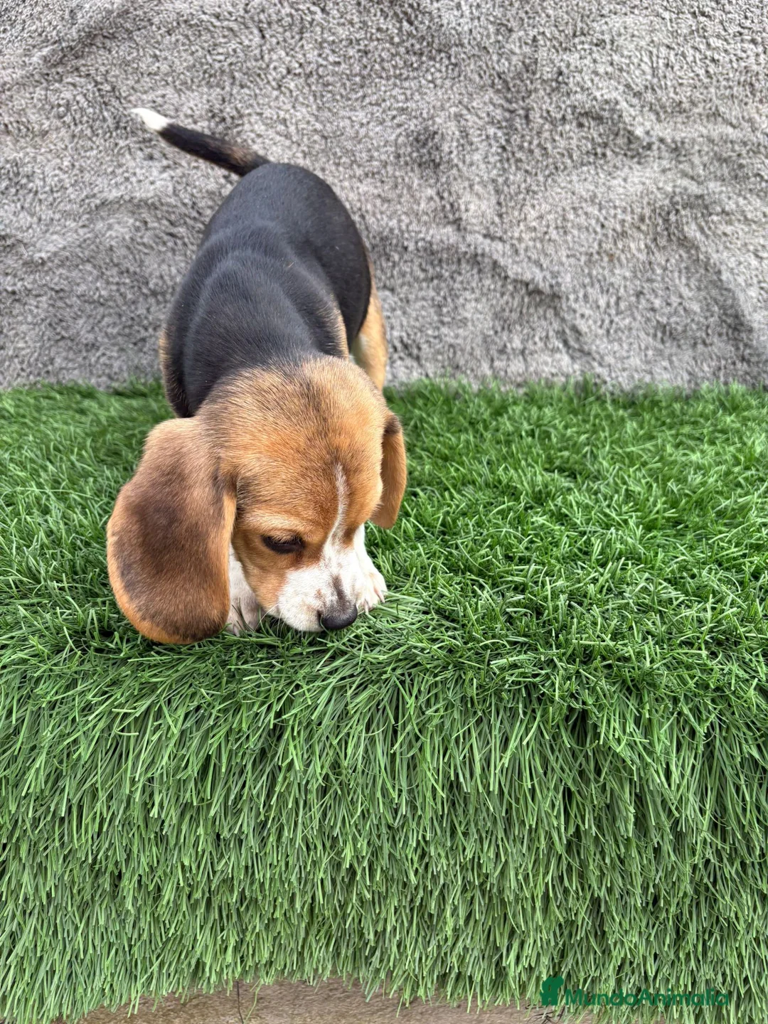 Beagle perros en venta: Precioso macho de Beagle  - Anuncio 11