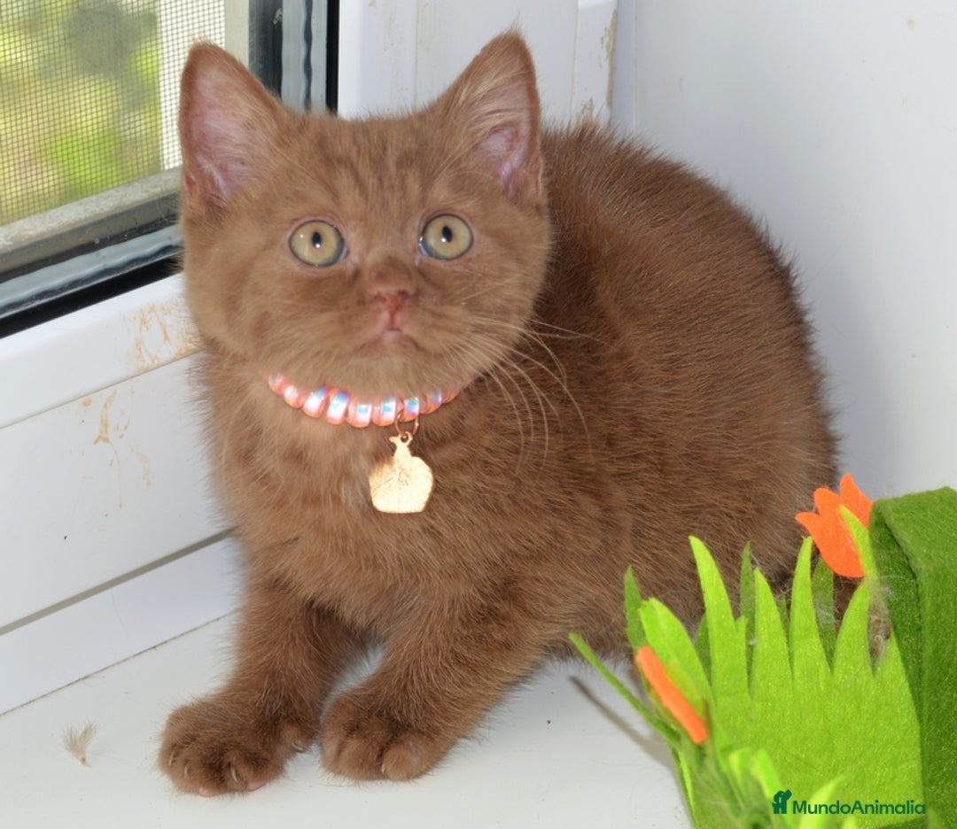 Británico de Pelo Largo gatos en venta: gatitos britanicos pelo largo - Anuncio 3