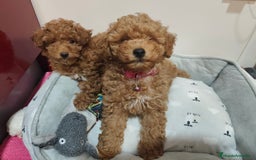 Caniche Toy perros en venta: Cachorritas disponibles toy roja - Imagen 6