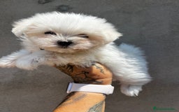 Bichón Maltés perros en venta: Bichon maltés coreano  - Imagen 2