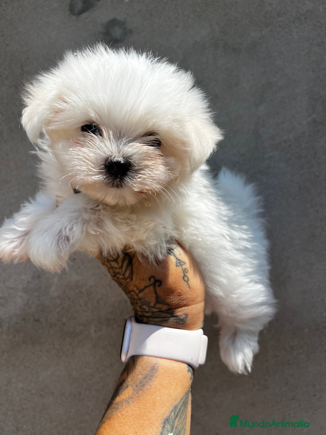 Bichón Maltés perros en venta: Bichon maltés coreano  - Imagen 2