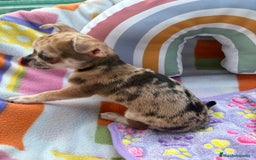Chihuahua perros en venta: Chihuahua Machito merle toy - Imagen 3